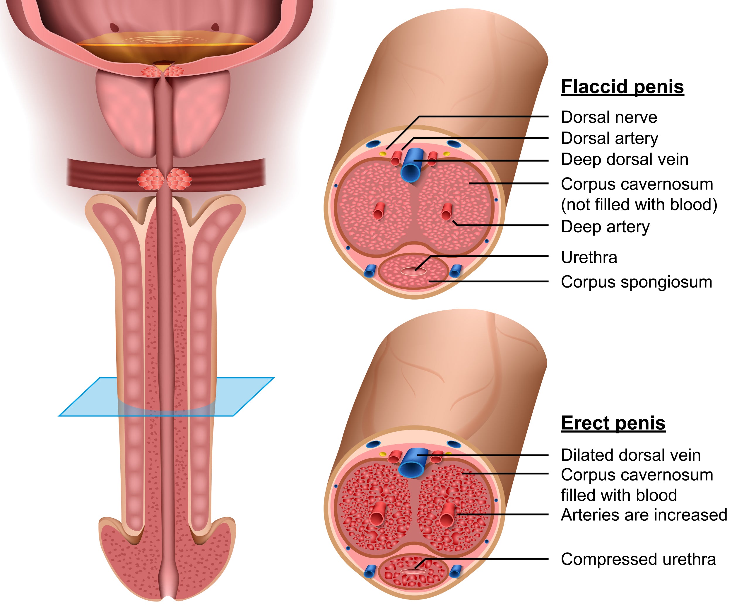 Do Kegels Increase Size